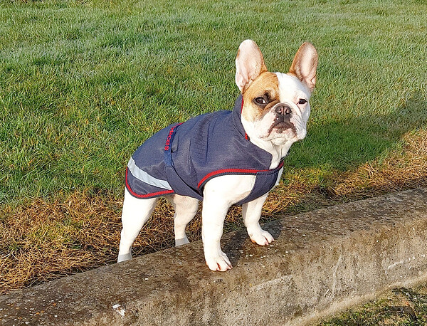 Freedom Dog Rug  