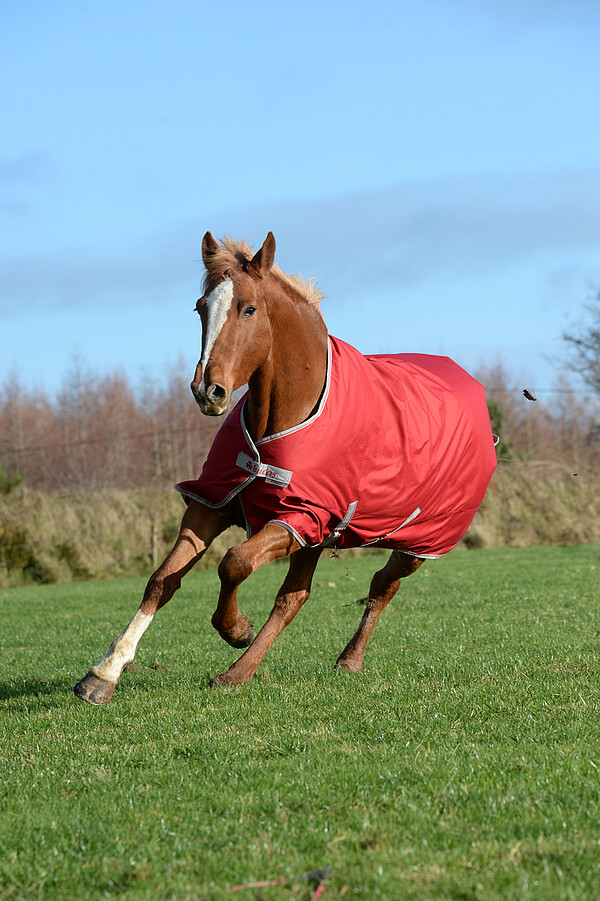 Bucas Freedom TO chilli red 300/100  