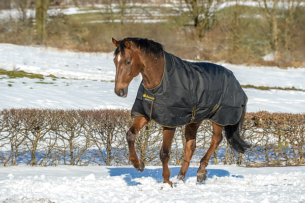 Irish Turnout High Neck  