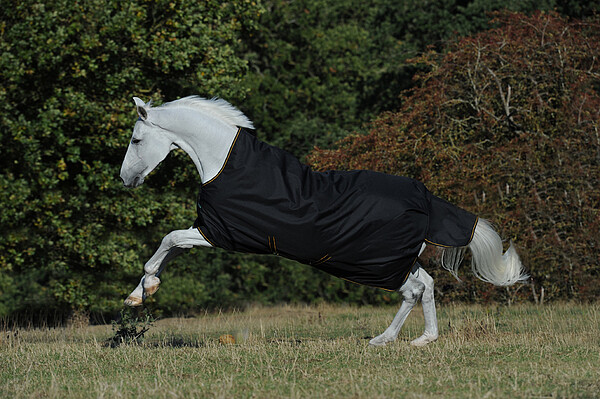 Irish Turnout High Neck  