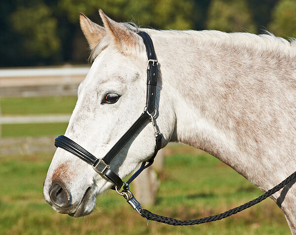 Halfter Horse II Leder  