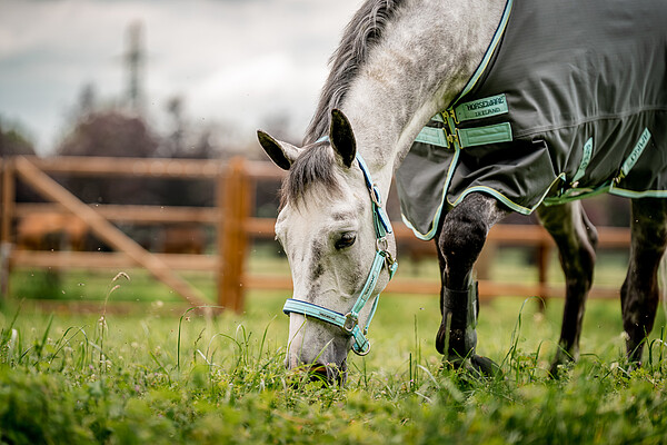 FieldSafe Headcollar  