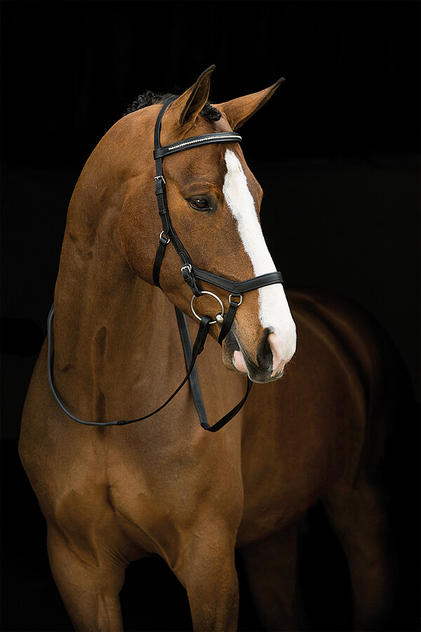 Micklem Diamond Competition Bridle  