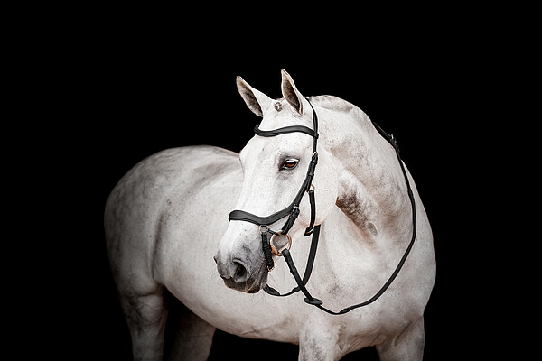 Micklem2 Competition Bridle mit Zügeln  