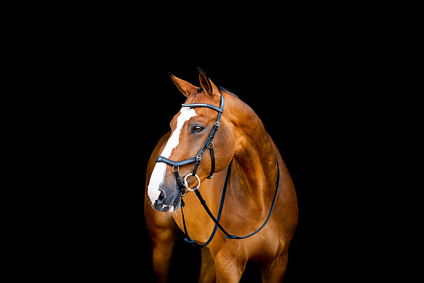 Micklem2 Diamante Competition Bridle  