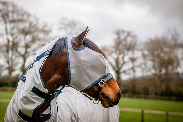 Mio Fly Mask W/O Ears  