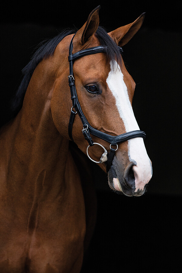 Rambo Micklem Deluxe Competition Bridle  