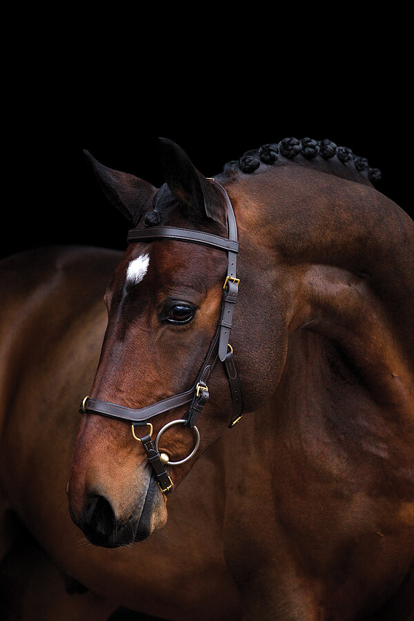 Rambo Micklem Multi Bridle Vollblut  