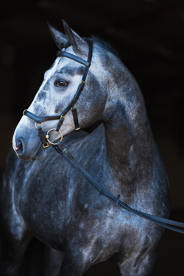 Rambo Micklem Multi Bridle Warmblut  