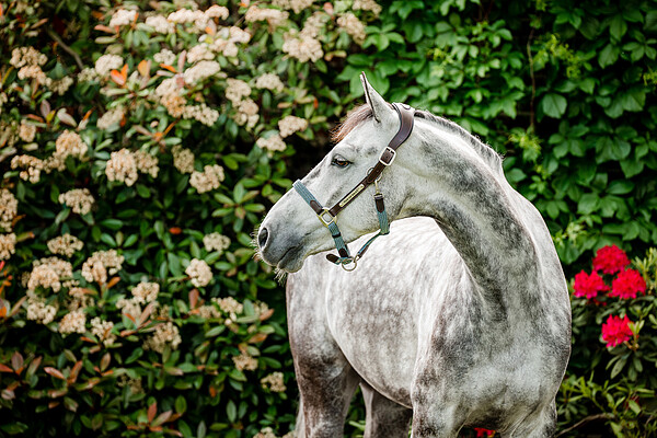 Signature braided Headcollar  