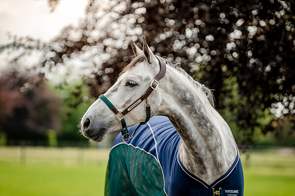 Signature braided Headcollar  