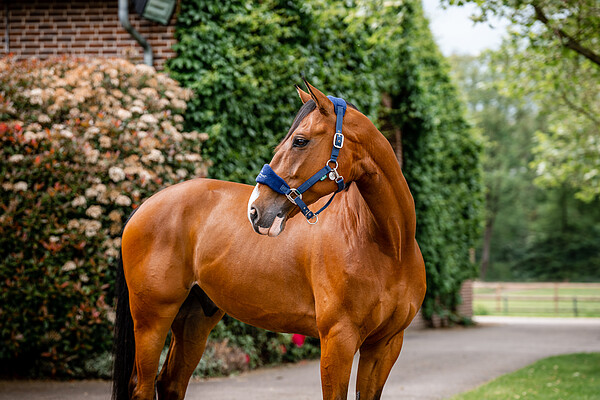 Signature Grooming Headcollar  