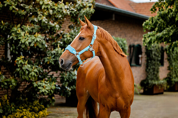 Signature Grooming Headcollar  