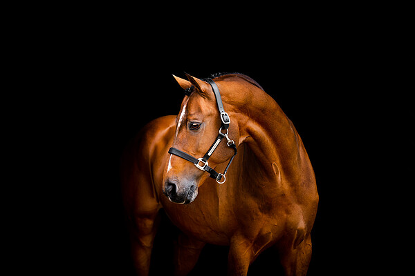 Signature Leather Headcollar  