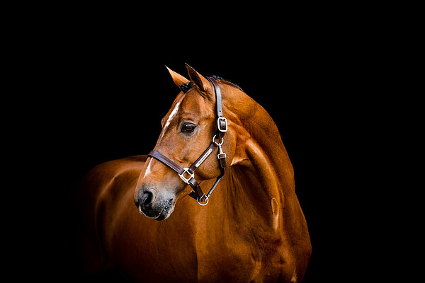 Signature Leather Headcollar  