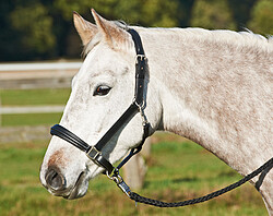 Halfter Horse II Leder 