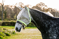 Amigo Fly Mask  