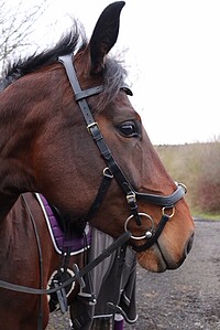 Rambo Micklem Multi Bridle  